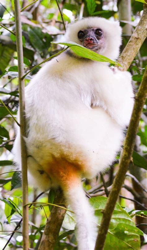 Madagascar Silky Sifaka | Primates, Silky, Old world