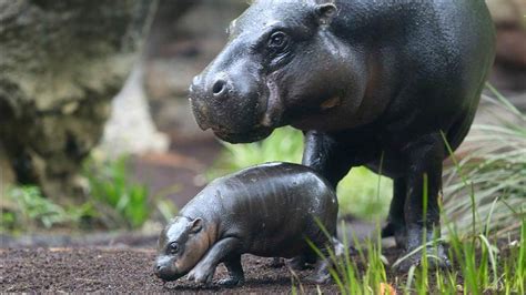 Full Grown Pygmy Hippopotamus