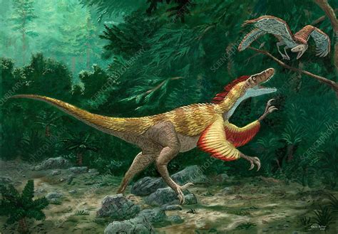 Feathered dinosaurs - Stock Image - E446/0346 - Science Photo Library