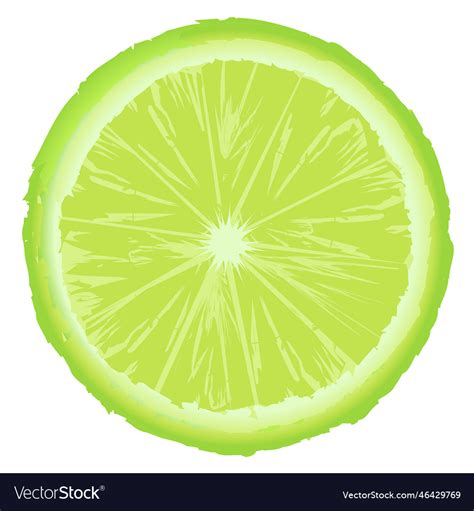 Green lemon slice isolated on white background Vector Image