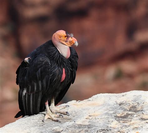 The Recovery of the California Condor | Celebrate Urban Birds