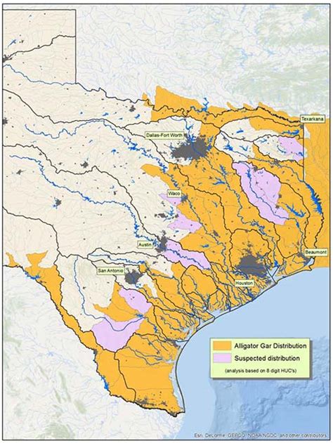 Where Alligator Gar Are Found in Texas