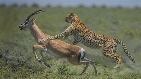 Cheetah Hunts Gazelle To Make Food For Children