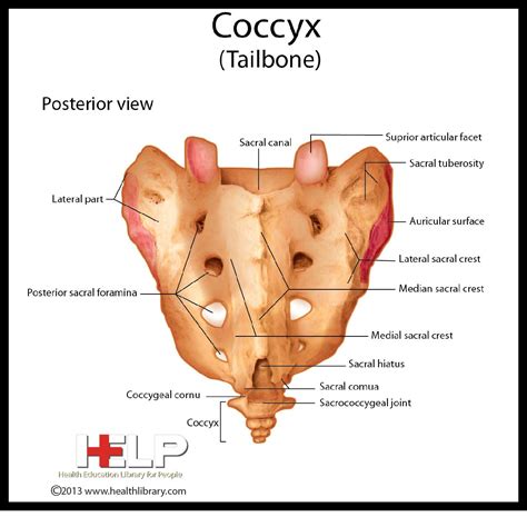 Coccyx Tailbone | School help, Nursing students, Teaching tools