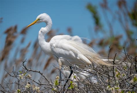 Photos: Late Spring Wildlife on the Eastern Great South Bay - Fire Island and Beyond