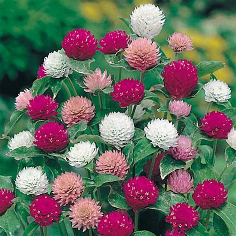 Gomphrena Globosa Mix Flowers Seeds From Ukraine 1039 | Etsy