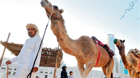 UAE: Enjoy Camel Rides, Village Vibes, Traditional Food As Al Hosn ...