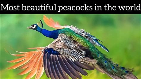 Most beautiful peacocks in the world #birds#peacock #beautiful - YouTube