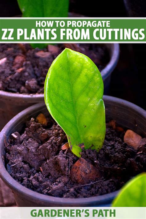 Top 7 how do you propagate zz leaves in soil 2022