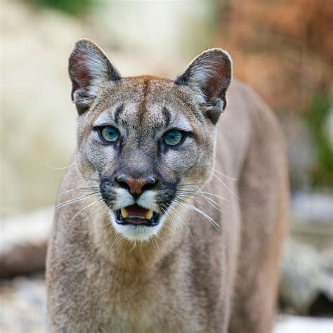 Number of people report seeing 'dangerous' Puma cat on streets in two ...