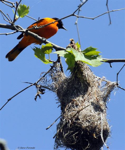 "Natural World" Through My Camera: Baltimore Oriole Nest Activity