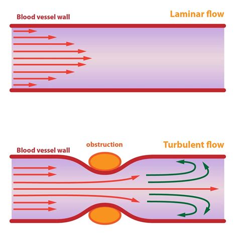 2. Blood Circulation • Functions of Cells and Human Body