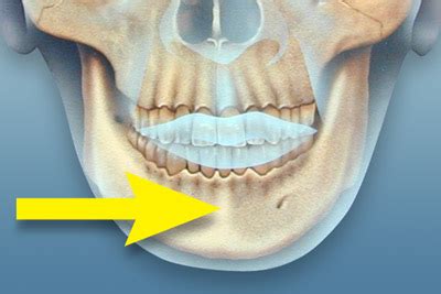 Symphysis Mandibular