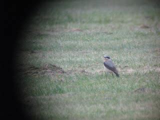 Northern Wheatear - The Urban Birder