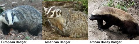 Amazing Animals: Badgers – EMS Sound