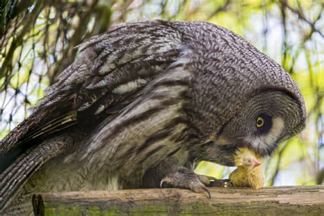 Keeping Owls as Pets: Is It Legal? - PetHelpful