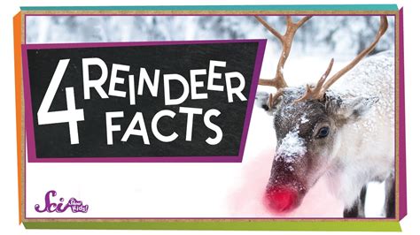 4 Facts to Know About Reindeer - YouTube