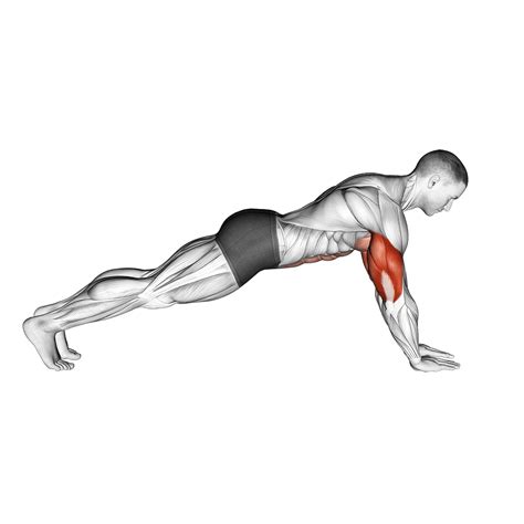 an image of a man doing push ups with muscles highlighted in the upper half and lower half