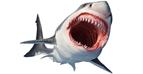 Great White Shark Teeth: Everything You Need to Know - IMP WORLD