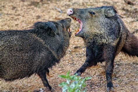 The Road: Javelinas: You Decide!