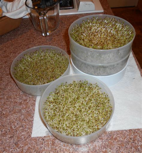 Sprouting Alfalfa Seeds - Preparedness AdvicePreparedness Advice