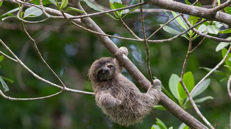 Bing image: International Sloth Day - Bing Wallpaper Gallery