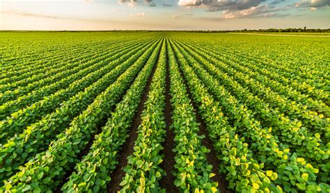 Agricultural Sector in Vietnam - Vietnam Water Portal