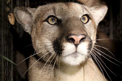 Southern California mountain lions show first reproductive effects of inbreeding | UCLA