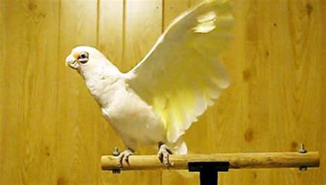 Frostie the Cockatoo Dancing to Shake Your Tail Feathers [VIDEO] | Dawn ...