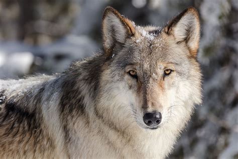 Free download | wolf, lone, predator, wildlife, nature, wild, lupus, looking, CC0, public domain ...