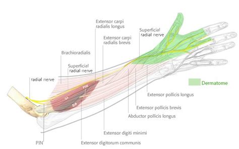 Superficial Radial nerve - Anatomy - Orthobullets