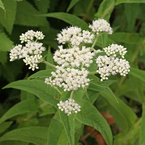 Eupatorium Seed - Eupatorium Perfoliatum Boneset Flower Seeds | Flower garden plants, Pollinator ...