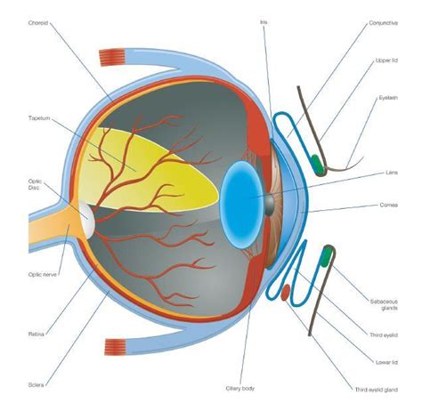 Understanding the anatomy of the eye (cats and dogs) | Dechra UK