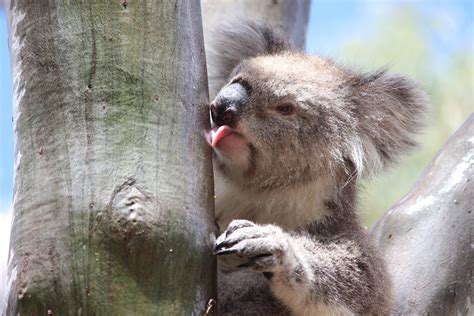 Pourquoi les koalas lèchent-ils les troncs d'arbres