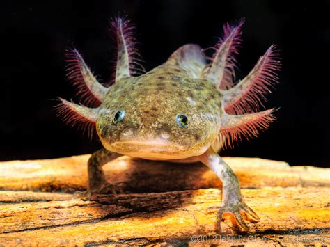 The Axolotl - Pets Cute and Docile