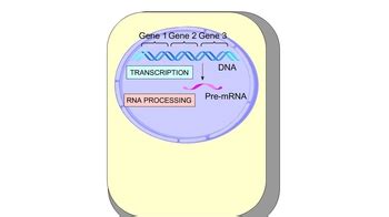 Animation: Overview of Protein Synthesis in Eukaryotes | Pearson+ Channels