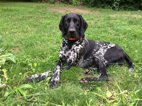 Black german shorthair pointer | Pointer puppies, German shorthaired pointer, German shorthair