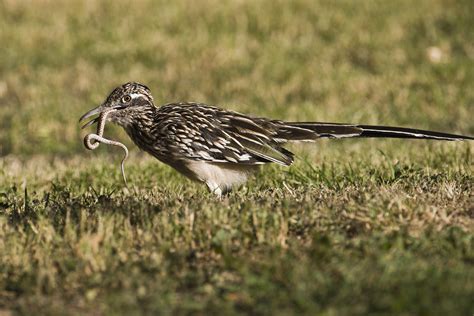 Nature: The greater roadrunner lives up to its name