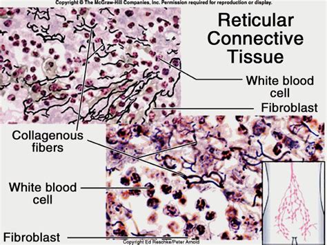 Reticular CT: Loose CT. Black fibers. Supporting framework for highly cellular organs such as ...