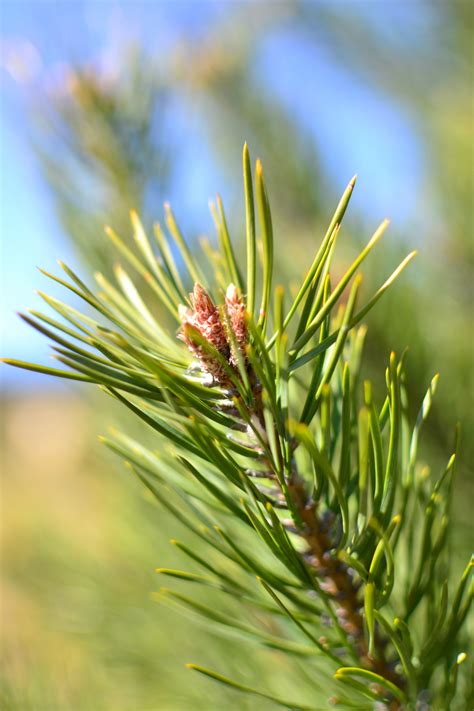 Bakgrundsbilder : träd, natur, skog, gren, bokeh, himmel, äng, prärie ...