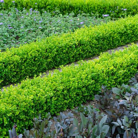 Dwarf Boxwood Shrubs | ubicaciondepersonas.cdmx.gob.mx