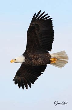 American Bald Eagle Psalm 145, Psalms, Native American, Art Night, The ...