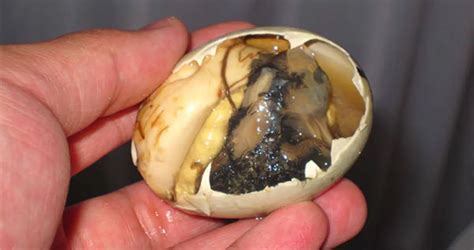 Bird Embryo Meal