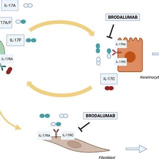 IL-17 cytokines family. The IL-17 cytokine family members signal ...