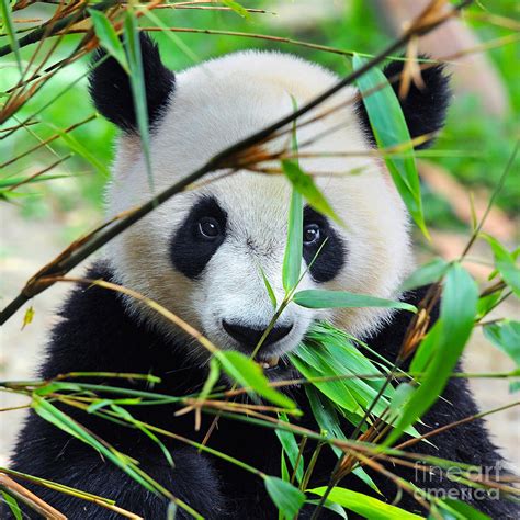 Hungry Giant Panda Bear Eating Bamboo Photograph by Hung Chung Chih ...