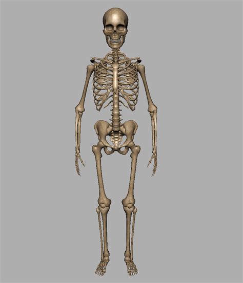 Human Skeleton 3D Model – Realtime - 3D Models World