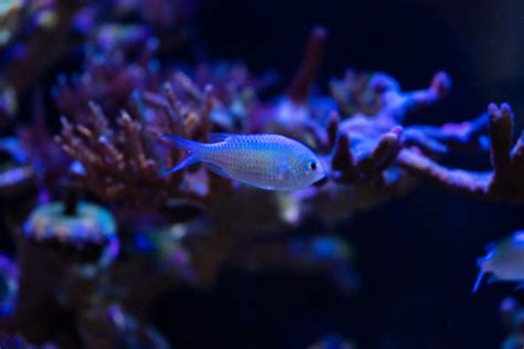 Damselfish: 10 Types & How to Keep Them - Build Your Aquarium