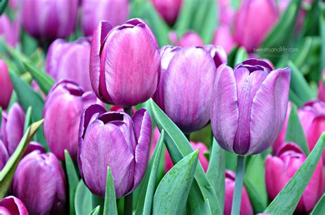 Free photo: Purple Tulips - Bloom, Blossom, Field - Free Download - Jooinn