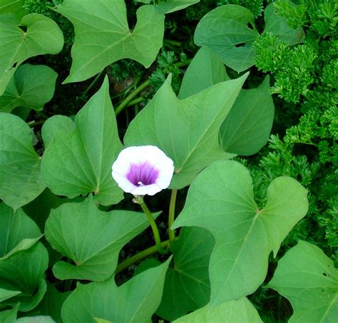 Purple Sweet Potato Plant