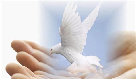 Dove of Peace rest in peace quotes [] for your , Mobile & Tablet. Explore Rest in Peace . Rest ...